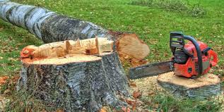 Best Tree Removal Services  in Trafford, PA